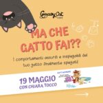 Che Gatto Fai??