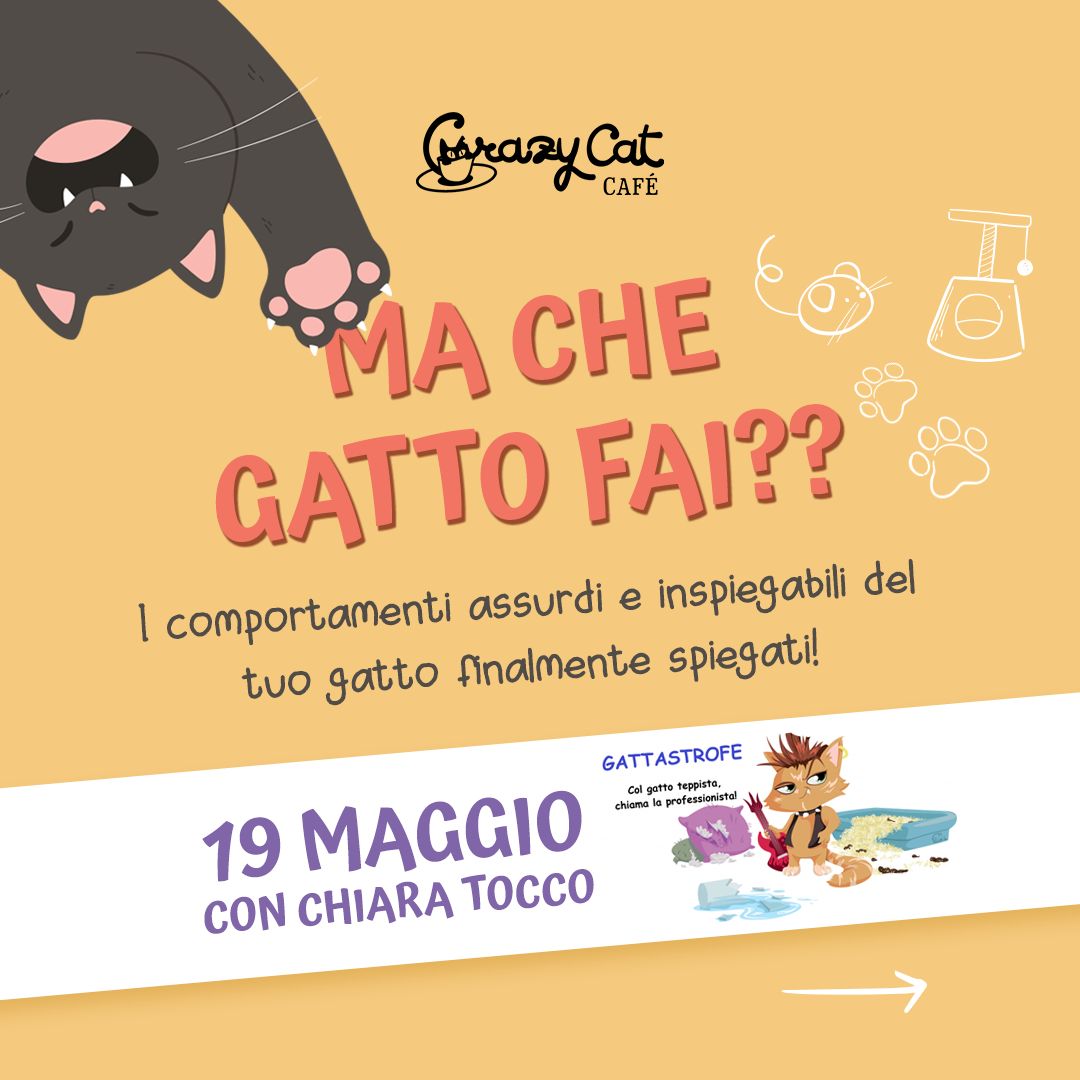 Che Gatto Fai??