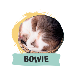 David Bowie