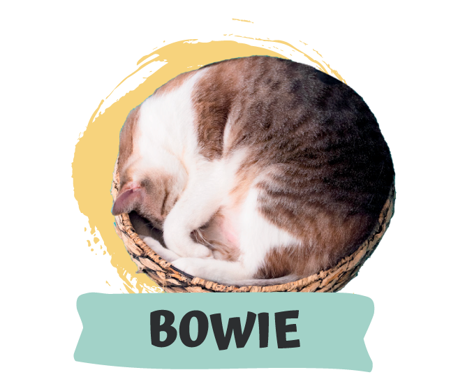 David Bowie