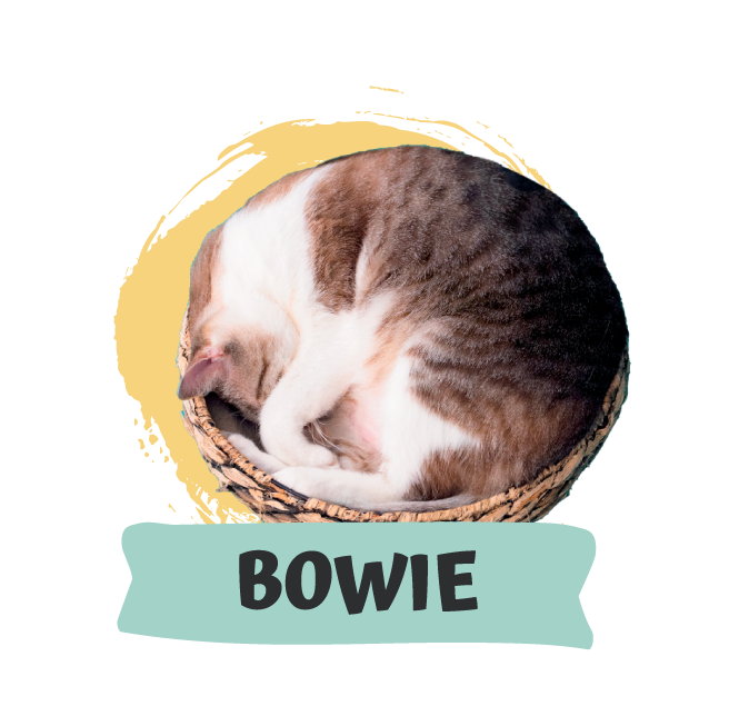 David Bowie
