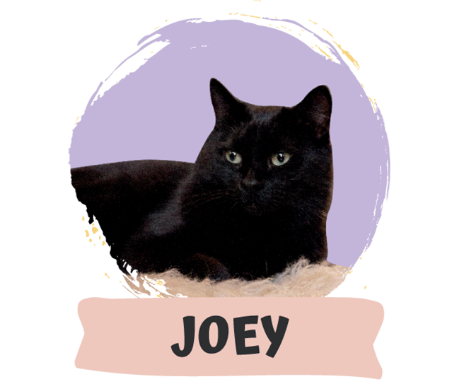 Joey