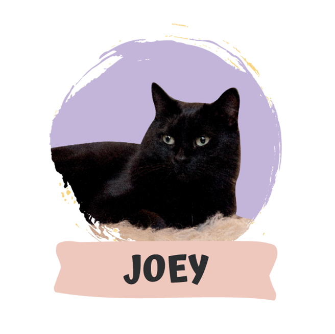 Joey